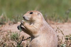 Black-tailed Prairie Dog 027