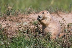 Black-tailed Prairie Dog 028