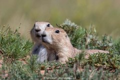 Black-tailed Prairie Dog 033