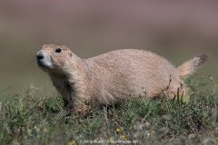 Black-tailed Prairie Dog 035