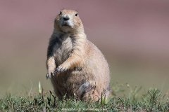 Black-tailed Prairie Dog 036