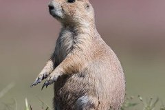 Black-tailed Prairie Dog 038