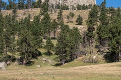 Black-tailed Prairie Dog 042