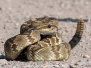 Black-tailed Rattlesnake