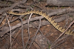 Black-tailed Rattlesnake 001