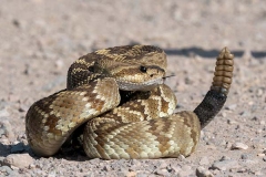 Black-tailed Rattlesnake 003