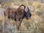 Black Wildebeest