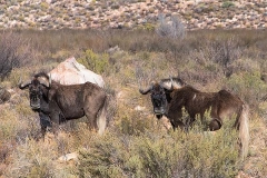 Black Wildebeest 005