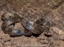 Blotched Hooknose Snake