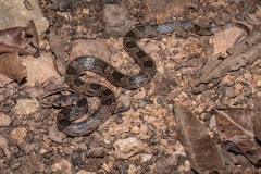 Blotched Hooknose Snake 007
