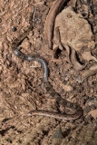 Blotched Hooknose Snake 010