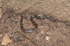 Blotched Hooknose Snake 015