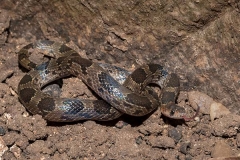 Blotched Hooknose Snake 018