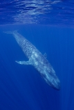 Pygmy Blue Whale 002