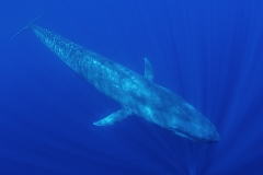 Pygmy Blue Whale 005