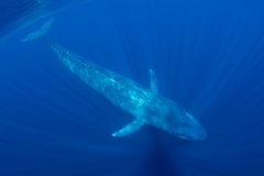 Pygmy Blue Whale 007