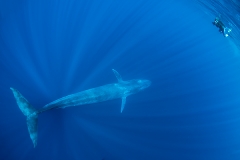 Pygmy Blue Whale 008