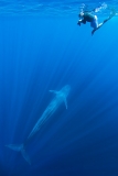 Pygmy Blue Whale 012