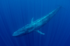 Pygmy Blue Whale 022