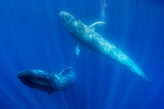 Pygmy Blue Whale 054