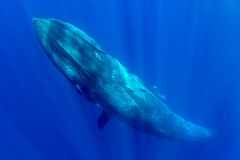 Pygmy Blue Whale 059