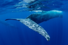 Pygmy Blue Whale 073