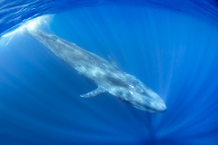 Pygmy Blue Whale 096