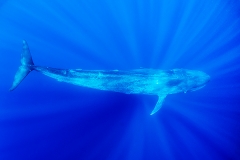 Pygmy Blue Whale 112