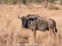 Blue Wildebeest