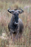 Blue Wildebeest 012