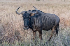Blue Wildebeest 013