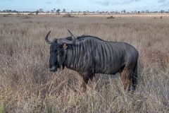 Blue Wildebeest 015