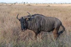 Blue Wildebeest 016