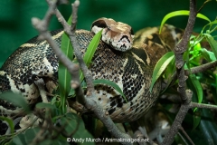 Boa Constrictor 007