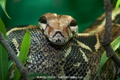 Boa Constrictor 008