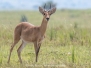 Bohor Reedbuck