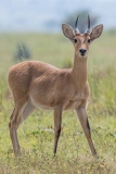 Bohor Reedbuck 001