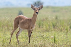 Bohor Reedbuck 003