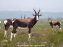 Bontebok