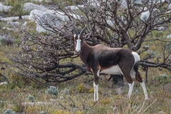 Bontebok 011