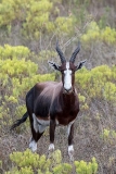 Bontebok 019