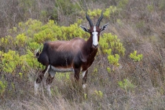 Bontebok 025