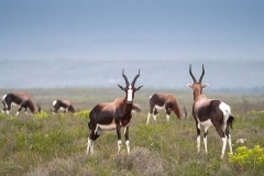 Bontebok 034