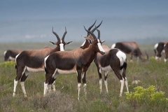 Bontebok 036