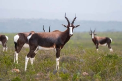 Bontebok 044