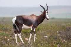 Bontebok 045