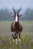 Bontebok 048