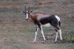 Bontebok 063