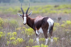 Bontebok 065