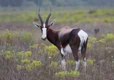 Bontebok 066